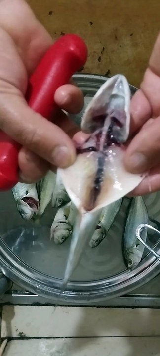 Çinekop Balığı Temizleme!!!