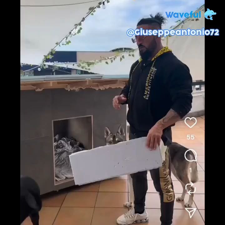 agozzino Alfredo la nuova cuccia per i miei cani