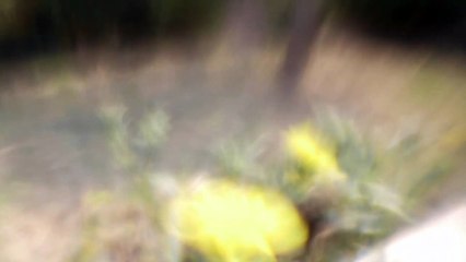 Sensory Didactics | movie | 2023 | Official Trailer