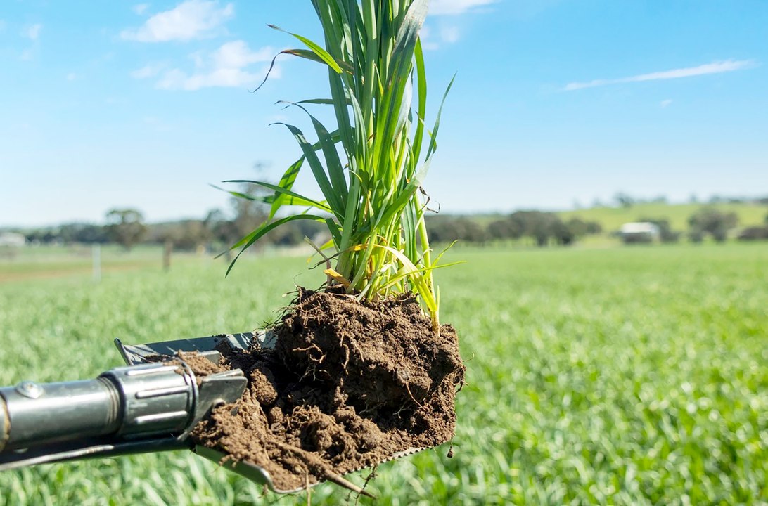 Single but large cropping block offered at auct...