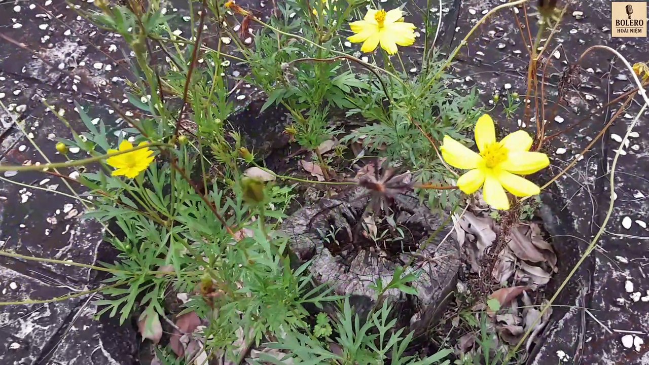 HOA NHÁI BÊN ĐƯỜNG XƯA – Bolero Hoài Niệm Mới Nhất 2025 | Nhạc Vàng Trữ Tình Quê Hương Sâu Lắng