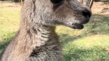 Kangaroo diaries only in Australia