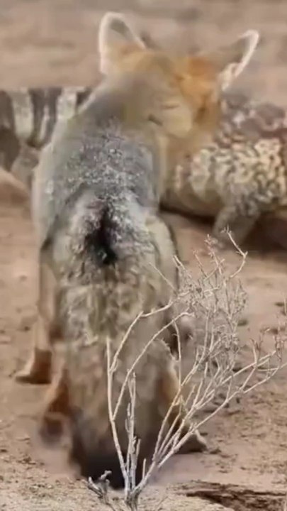 Jackal fight back to protect it baby from comodo lizard