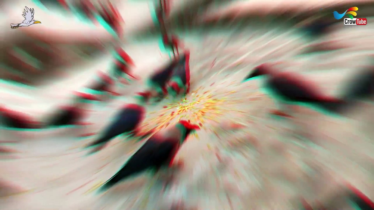 Crow ki awaaz - Best ever HD video of Crow birds | Some Few numbers of crows Call for Cheese