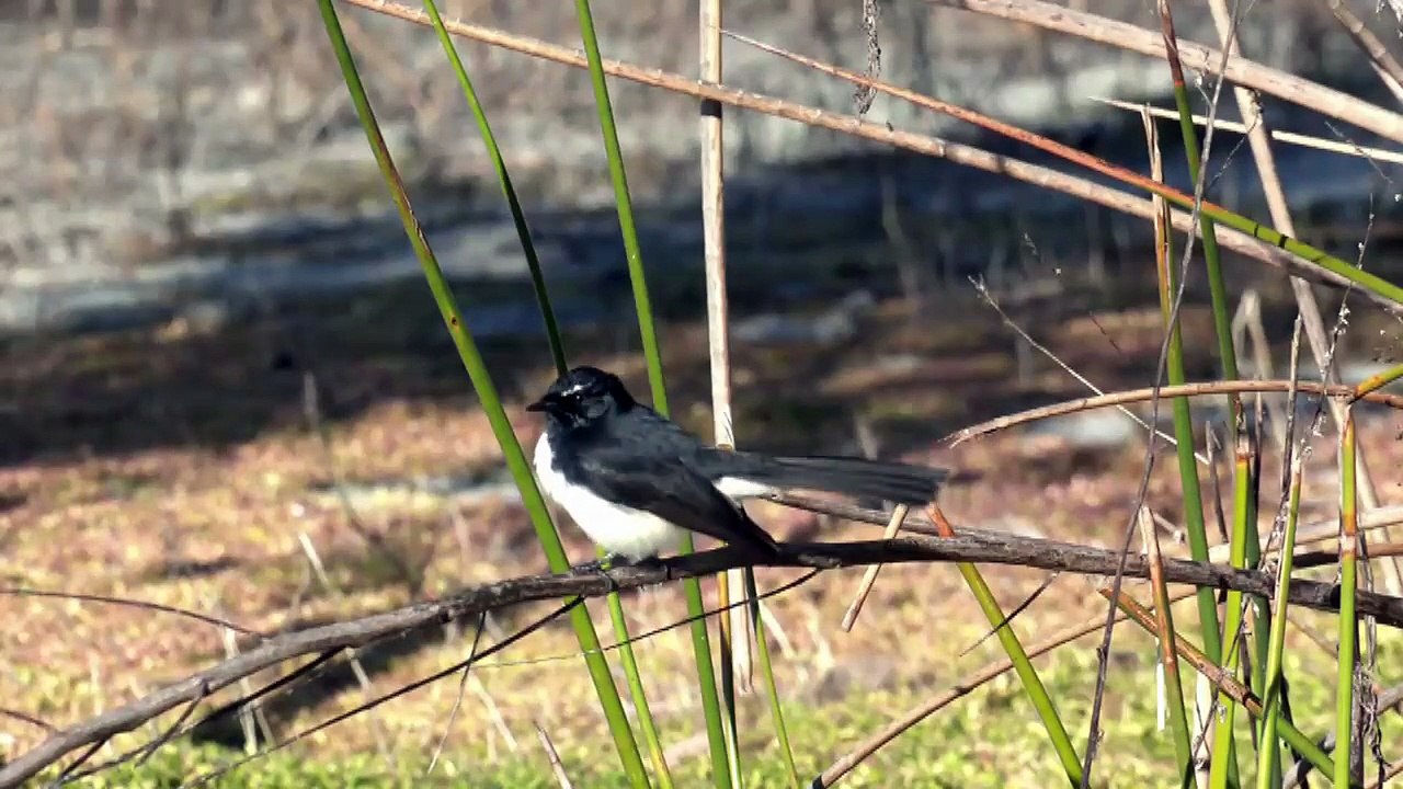 Willie-wagtail - Rhipidura leucophrys
