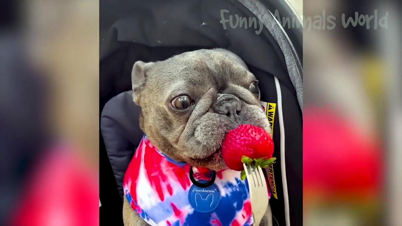 Funny Animal Videos 2023 😅 - Funniest Dogs and Cats Videos 😁 #15