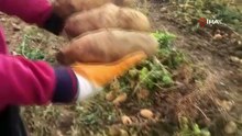 Erzincan’da patates hasadı başladı