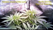 Gorilla Zkittles Growth Journey – Time Lapse Showcase