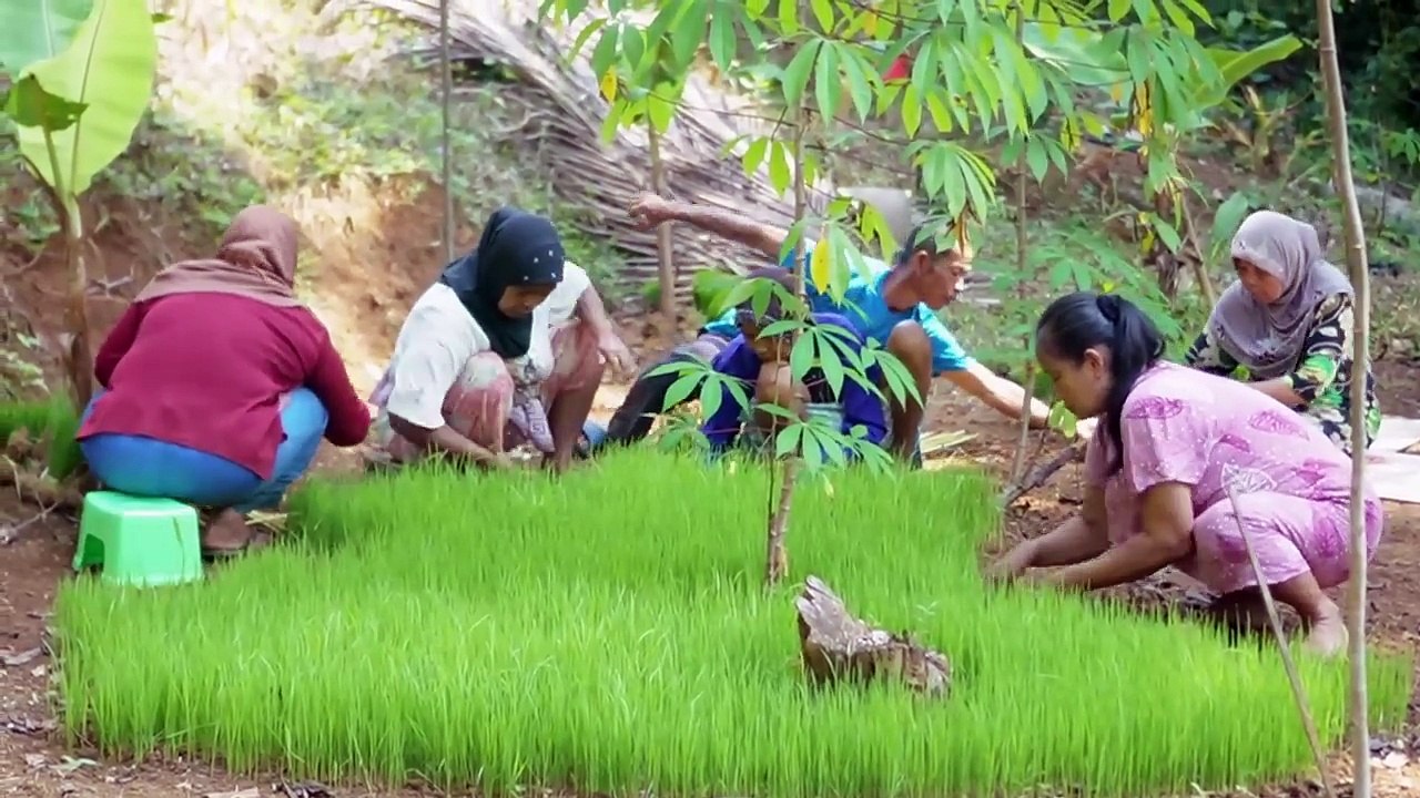 the life of rice