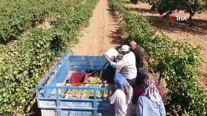 Fıstık şehrine kurduğu üzüm bağı üreticilere örnek oldu