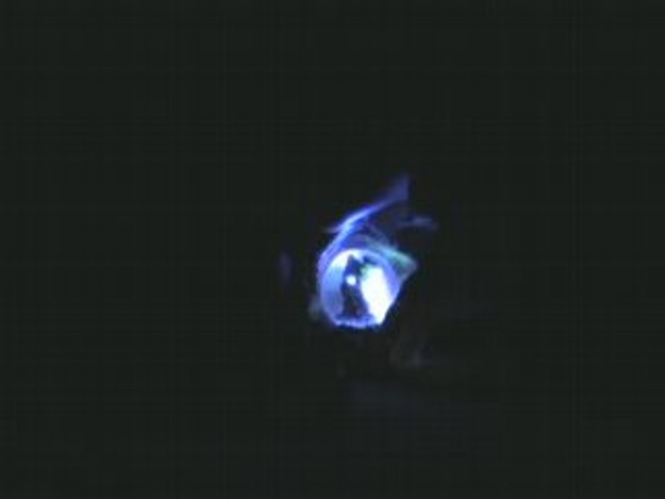 Snowglobe dauphins lumineux