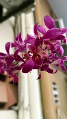 Succulents under orchid