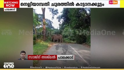 പാലക്കാട് നെല്ലായാമ്പതി ചുരത്തിൽ കാട്ടാനക്കൂട്ടം...