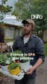 🌱LA SPA, MAIS POUR LES PLANTES, ÇA EXISTE ?!