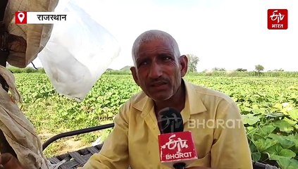 विश्व कपास दिवस : अलवर के किसानों ने 'सफेद सोना' से क्यों किया किनारा ? यह है बड़ी वजह