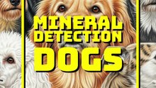Mineral detection dogs