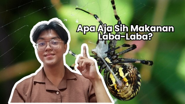 Apa Sih Makanan Laba-laba?-Serius Ini Hewan?