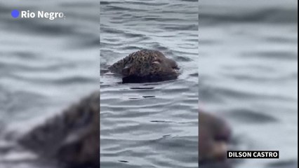 Un jaguar visiblement blessé par arme à feu sauvé des eaux au Brésil