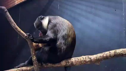 Rare baby monkey born at Edinburgh Zoo