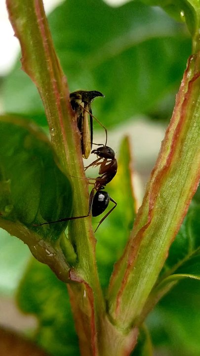 Did You Know  #DidYouKnow #FunFacts #WeirdFacts