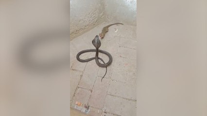 A mangoose takes down a cobra like it's nothing