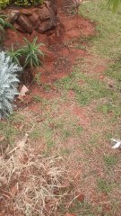 Touch me not similar flower.