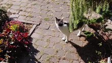 Every Day He Comes Closer… One Step to Friendship 🐱💞 #love #cat #shorts #shortvideo #funny #funnycats #animals #viralcats #animals #cute #fyp #trending