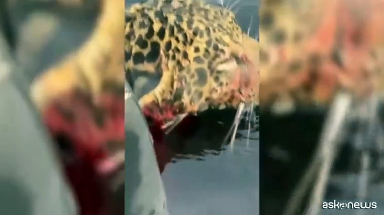 Spettacolare salvataggio del giaguaro ferito che nuota nel Rio Negro