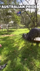 Australian pride 🇦🇺 the beautiful emu