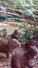 Capivaras e jaguatirica atravessam MG-050 por baixo da pista
