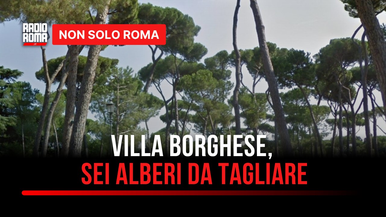 Villa Borghese, addio a pini e lecci: parla l'agronoma Sara Sacerdote