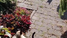 Dinner Guests Are Already Waiting 😼🍽️ #shorts #cat #funny #funnycats #viralcats #cute #trending #fyp