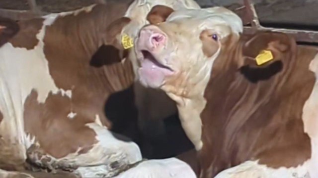 Bullock sits calmly and entertains itself by rolling tongue in funniest way