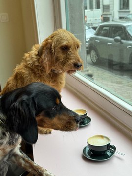 Le Dogood Café, premier café bruxellois consacré entièrement aux chiens
