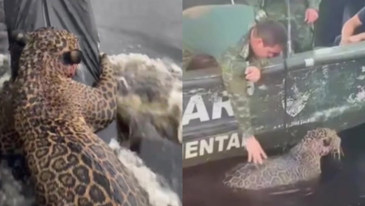 Injured jaguar found at sea hitches ride on pol...