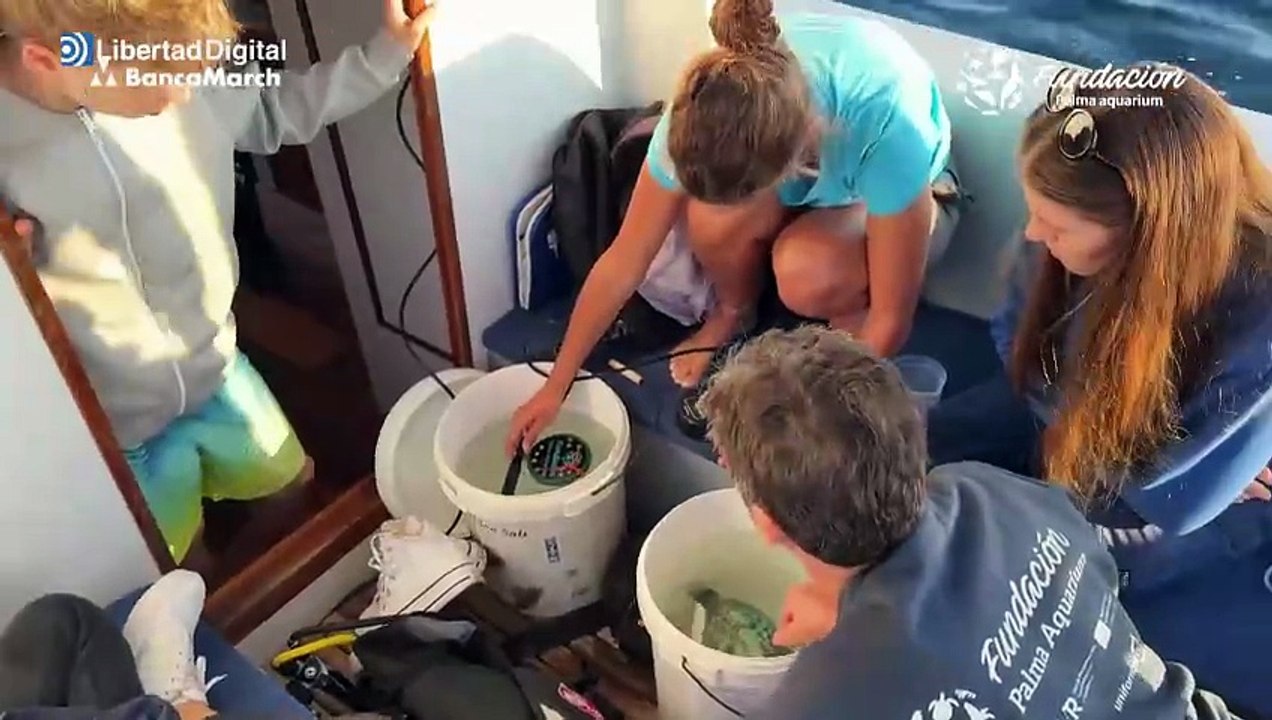 Liberan 70 caballitos de mar en Mallorca para proteger la especie