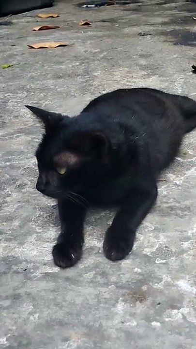 This adorable pregnant black stray cat loves sunbathing! 😁