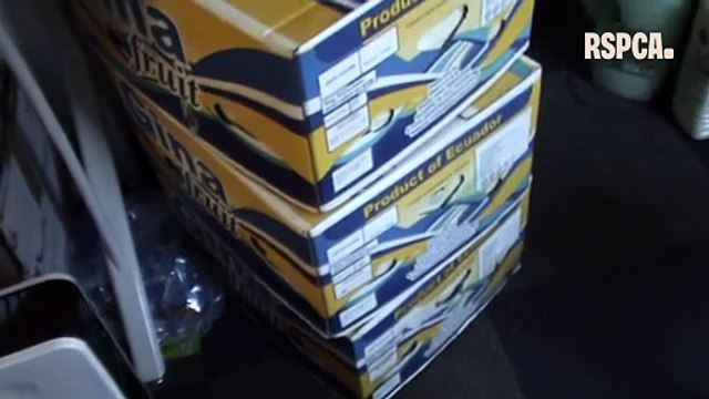 Dozens of tortoises found in stacks of boxes in Newport in one of RSPCA's biggest exotic pet cruelty cases ever