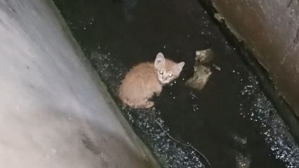 Kitten gets rescued from drain but falls right back in again