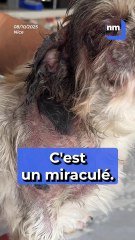 "C'est un miraculé" : Son chien Stan s'est retrouvé traîné, coincé par le tram, à Nice