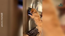 Dog Gets Ice From Fridge by Himself
