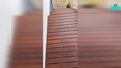 Family Wakes Up With a Koala Screams From Their Garden