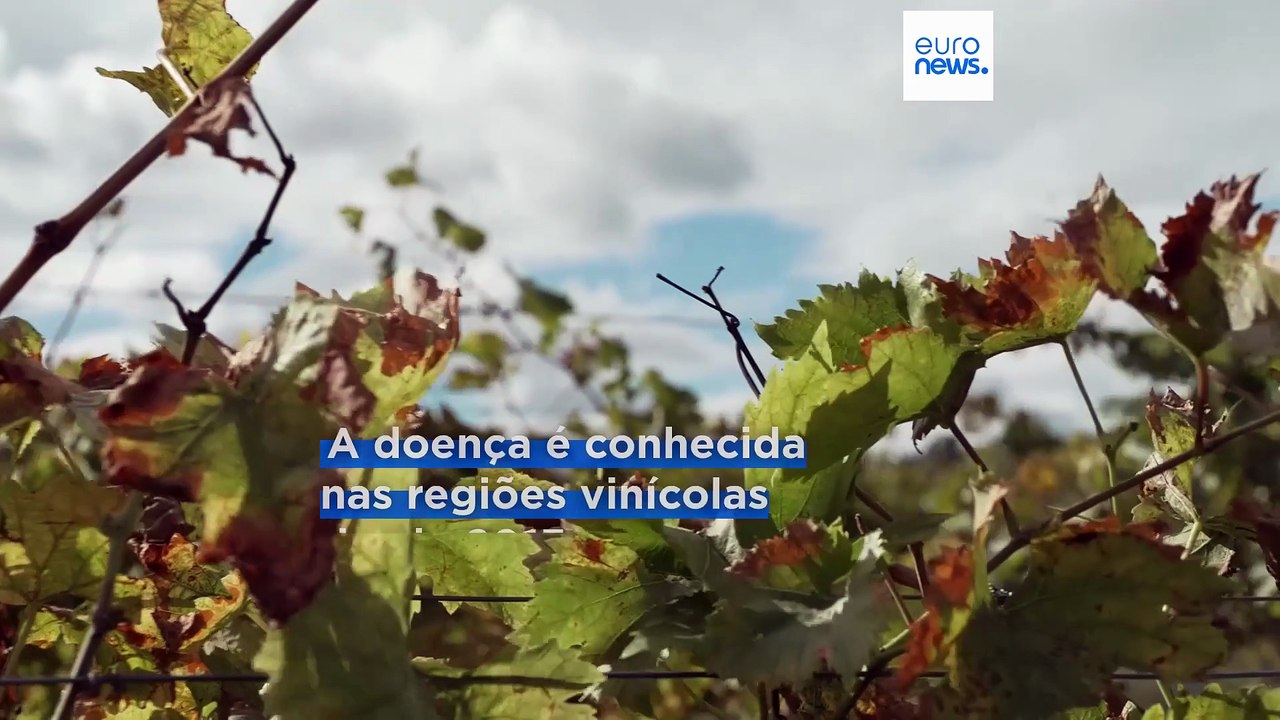 Doença da videira espalha-se na Hungria e preoc...