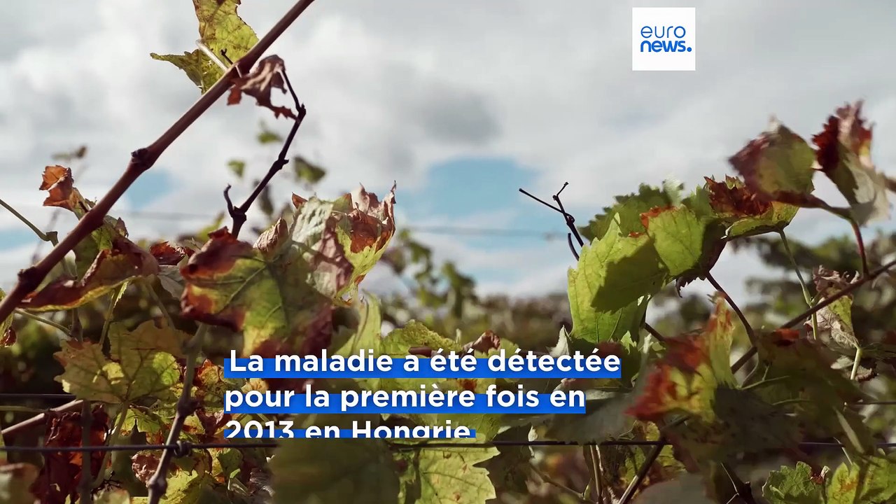 Les vignobles hongrois menacés par l'explosion d'une maladie grave de la vigne