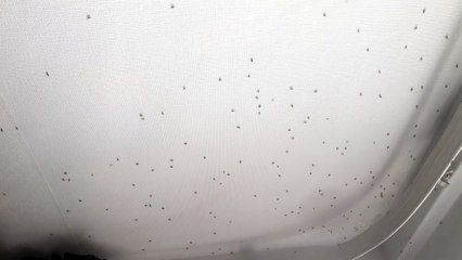 Fruit and cluster fly infestation