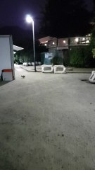 Bunnies in Bicentennial Park, Santiago, Chile