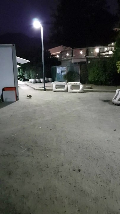 Bunnies in Bicentennial Park, Santiago, Chile