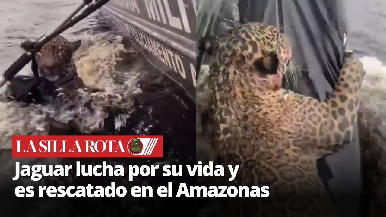 Rescatan a un jaguar herido en el Amazonas: más de 30 b4las en su cuerpo