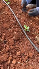 Hıyar fidesi dikimi