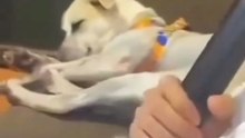 Le chien est bluffé, vraiment!